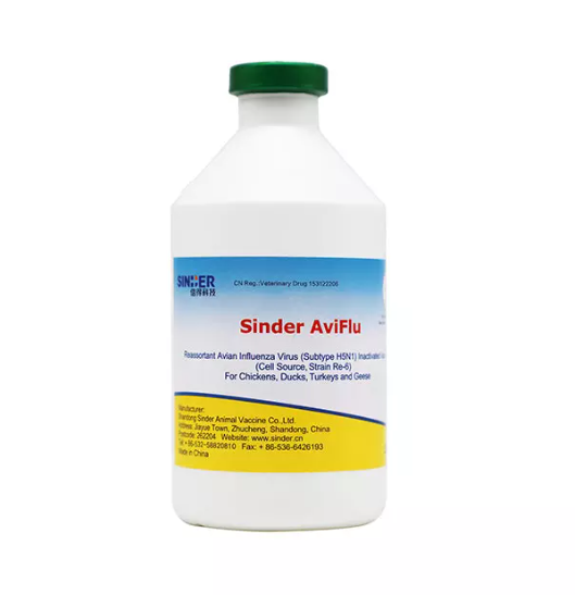 Cúm gia cầm ảnh hưởng đến sức khỏe gia cầm như thế nào?